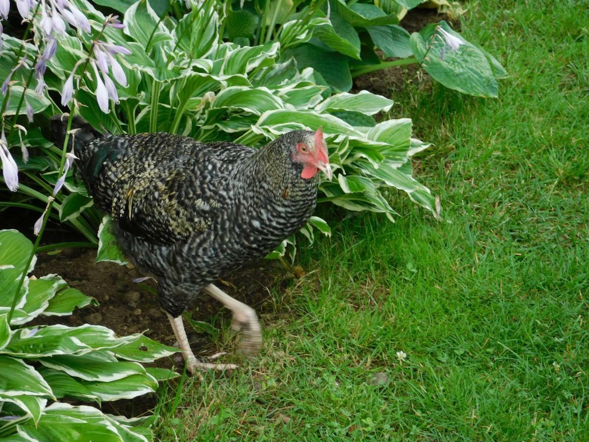 Gospodarstwo agroturystyczne Biebrzanska Goscina *