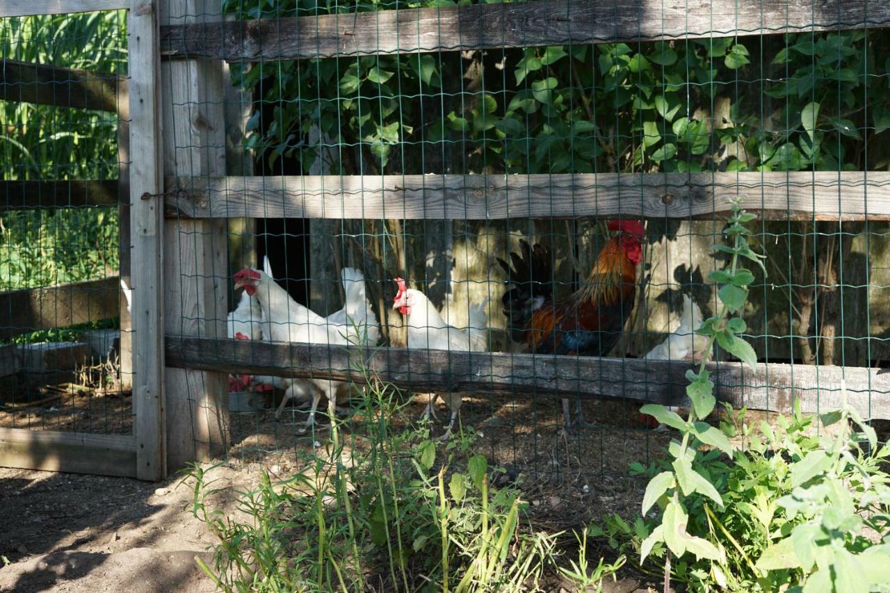 Gospodarstwo agroturystyczne Biebrzanska Goscina